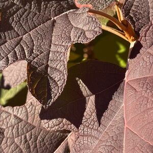 Meet your Posher, Aja